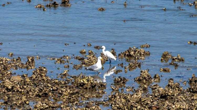 фото. Adobe Stock