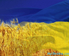 украинский флаг и пшеница