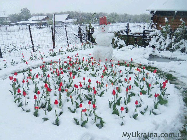 Лунный посевной календарь садовода и огородника на март 2023 года в Украине