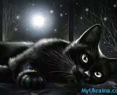 черная кошка и луна