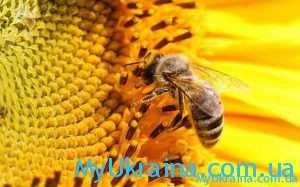 Цена на пчелопакеты на 2021 год в Украине