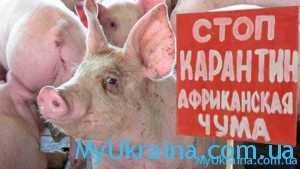 Последние новости о африканской чуме свиней в Украине 2017
