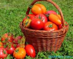 Радуют огородников и свежие плоды томатов