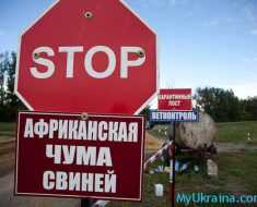 африканская чума свиней в Украине