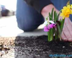 Весна – лучшее время для посадки цветов