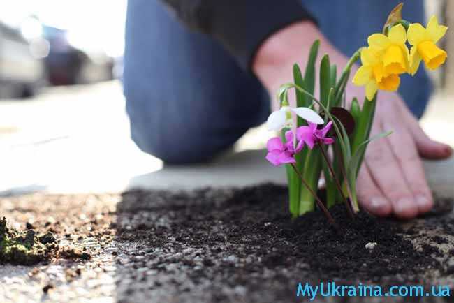 Весна – лучшее время для посадки цветов