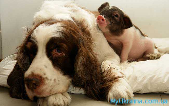 Собака и свинья похожи друг на друга