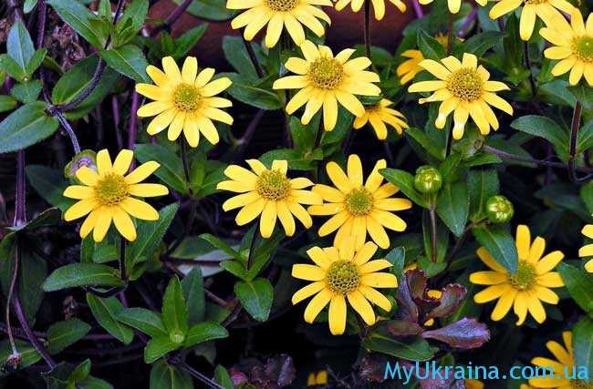 Санвиталия – цветок, который любит солнце
