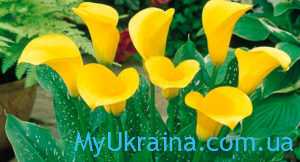 Каталог Інтерфлори на весну 2021 року в Україні