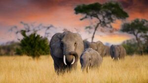 Гени слонів чудово захищають їх від раку