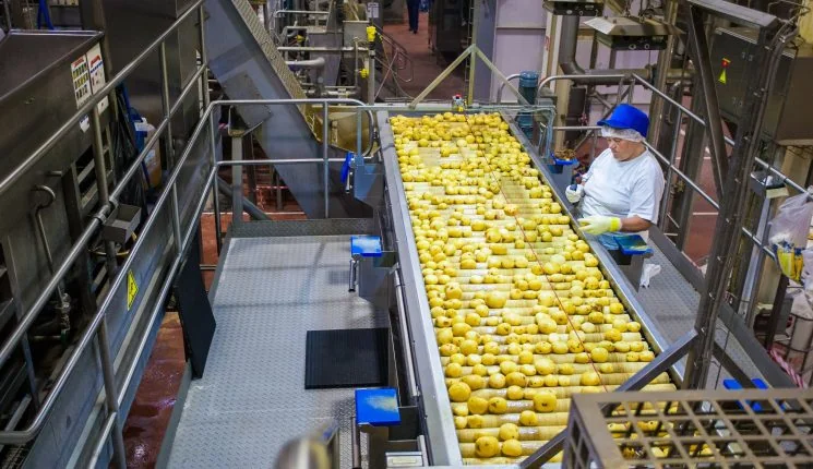 Конвеєрна лінія переробки картоплі на заводі в Житомирській області
